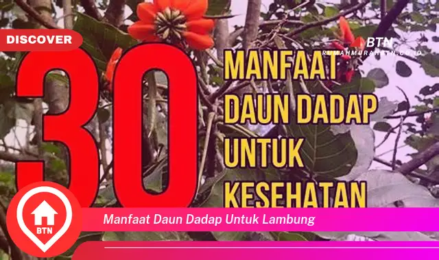 manfaat daun dadap untuk lambung