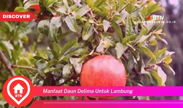 manfaat daun delima untuk lambung