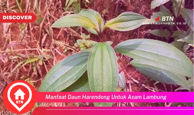 manfaat daun harendong untuk asam lambung