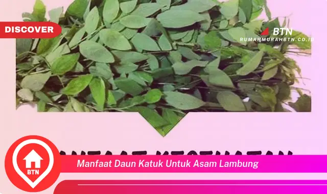 manfaat daun katuk untuk asam lambung