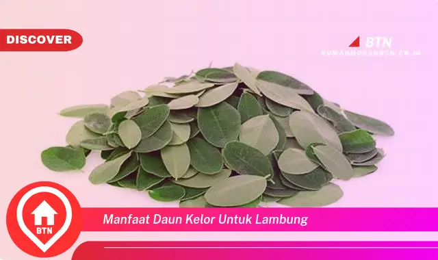 manfaat daun kelor untuk lambung