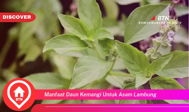 manfaat daun kemangi untuk asam lambung