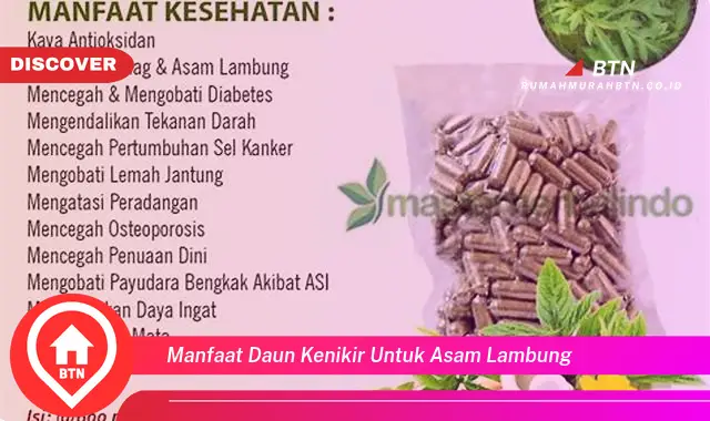 manfaat daun kenikir untuk asam lambung