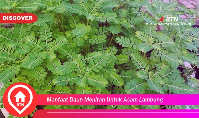 manfaat daun meniran untuk asam lambung