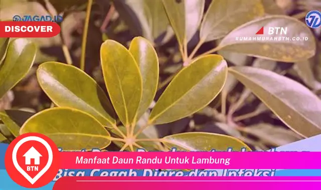 manfaat daun randu untuk lambung