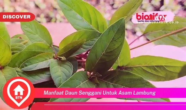 manfaat daun senggani untuk asam lambung