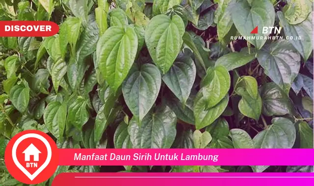 manfaat daun sirih untuk lambung