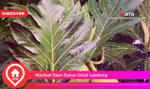 manfaat daun sukun untuk lambung