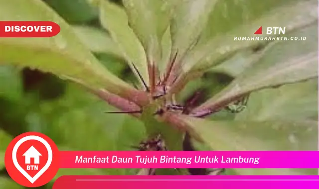 manfaat daun tujuh bintang untuk lambung