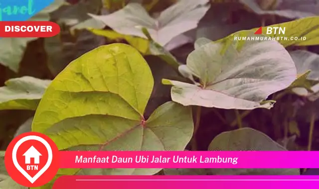 manfaat daun ubi jalar untuk lambung