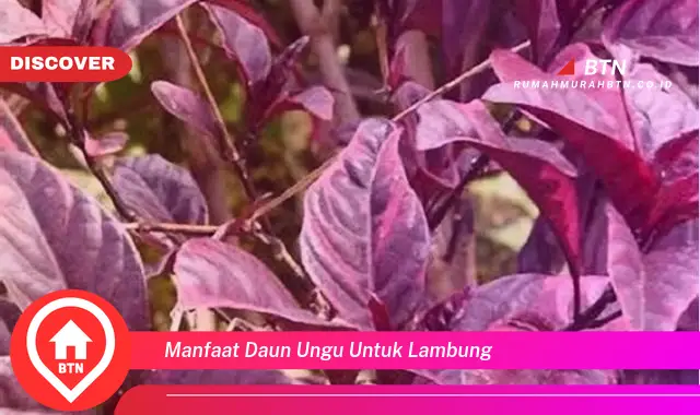 manfaat daun ungu untuk lambung