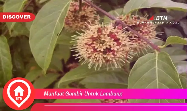 manfaat gambir untuk lambung