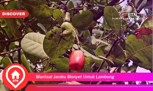 manfaat jambu monyet untuk lambung