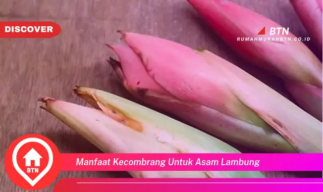 manfaat kecombrang untuk asam lambung