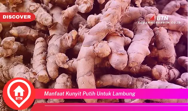 manfaat kunyit putih untuk lambung