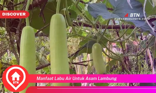 manfaat labu air untuk asam lambung