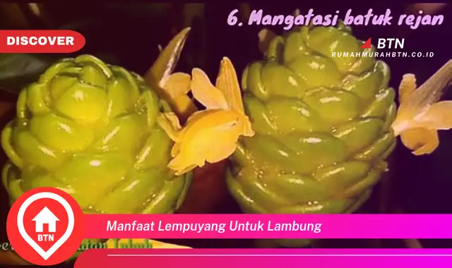 manfaat lempuyang untuk lambung