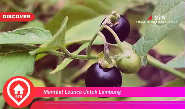 manfaat leunca untuk lambung