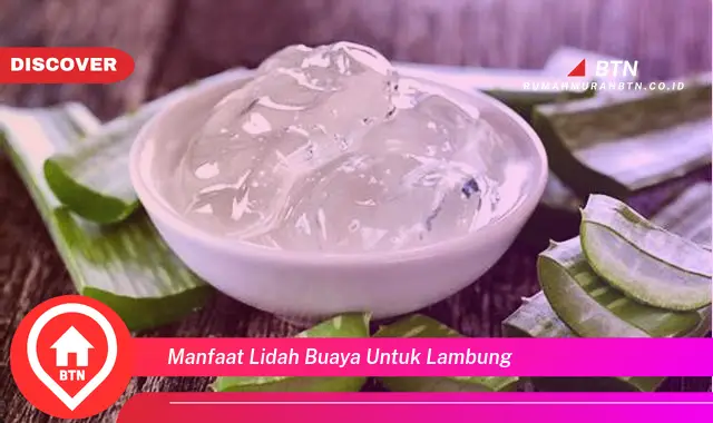 manfaat lidah buaya untuk lambung