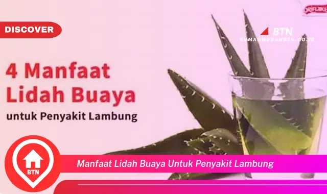 manfaat lidah buaya untuk penyakit lambung