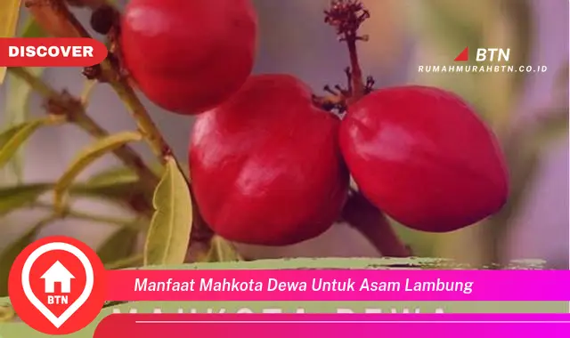 manfaat mahkota dewa untuk asam lambung