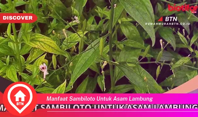 manfaat sambiloto untuk asam lambung