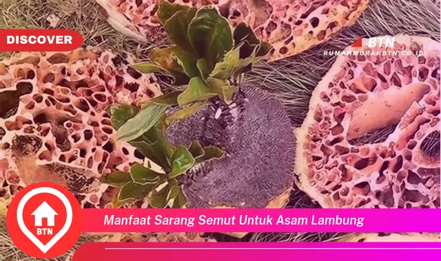 manfaat sarang semut untuk asam lambung