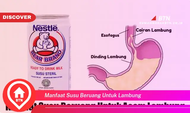 manfaat susu beruang untuk lambung