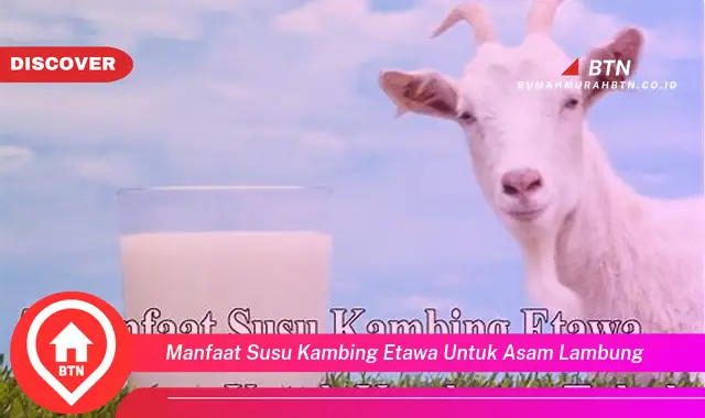 manfaat susu kambing etawa untuk asam lambung