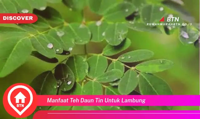 manfaat teh daun tin untuk lambung