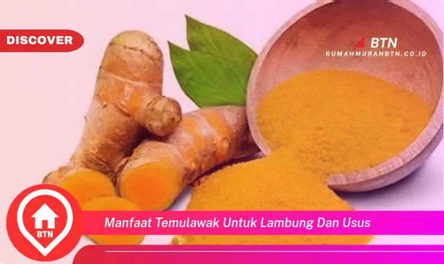 manfaat temulawak untuk lambung dan usus