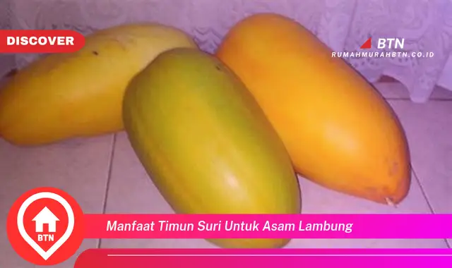 manfaat timun suri untuk asam lambung