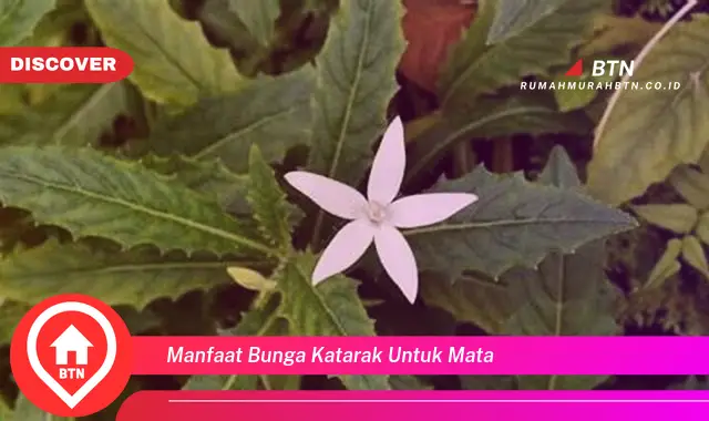 manfaat bunga katarak untuk mata