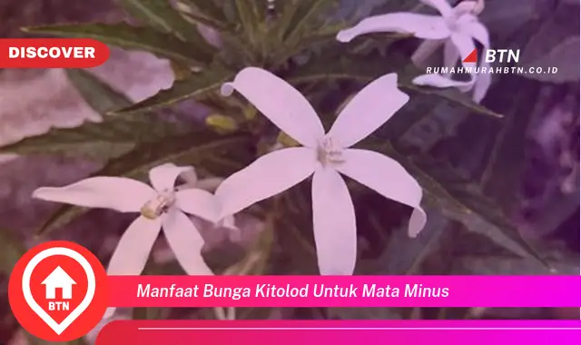 manfaat bunga kitolod untuk mata minus