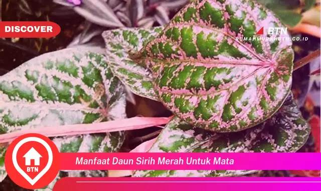 manfaat daun sirih merah untuk mata