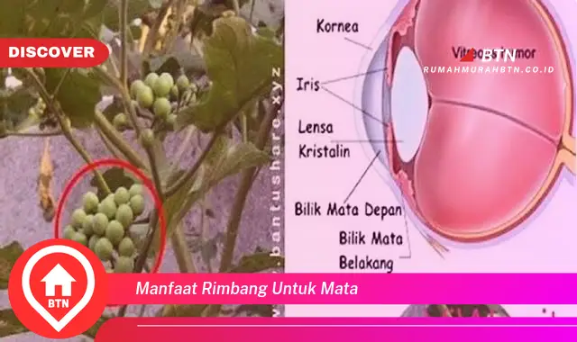 manfaat rimbang untuk mata