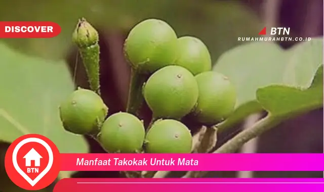 manfaat takokak untuk mata