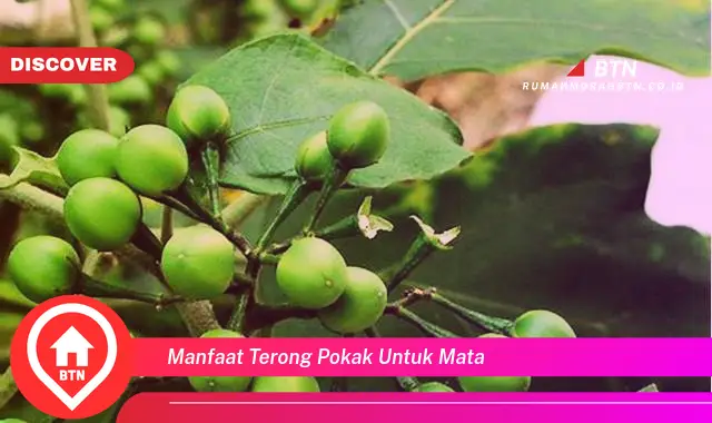 manfaat terong pokak untuk mata