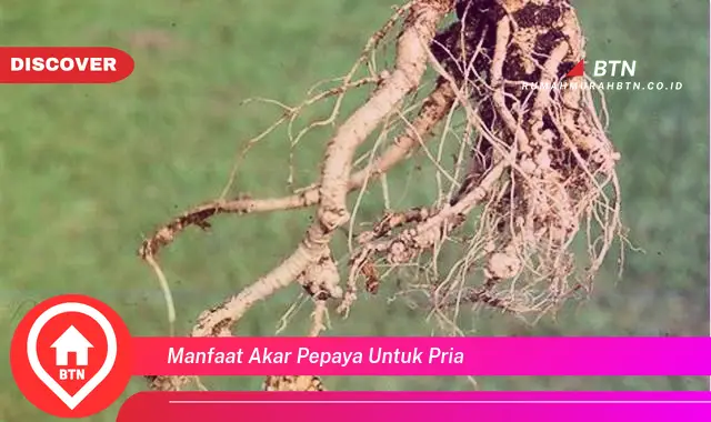 manfaat akar pepaya untuk pria