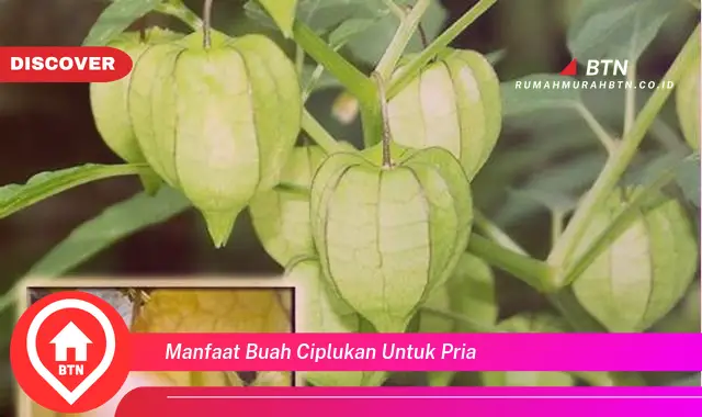 manfaat buah ciplukan untuk pria