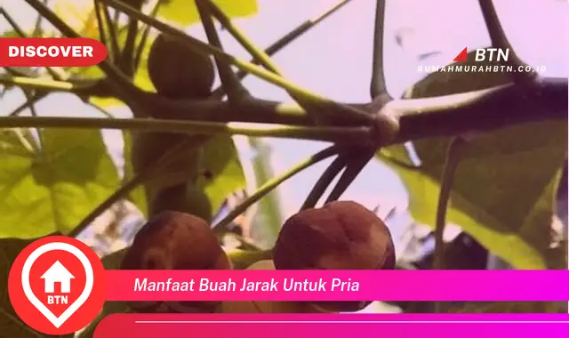 manfaat buah jarak untuk pria