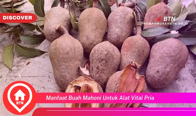 manfaat buah mahoni untuk alat vital pria