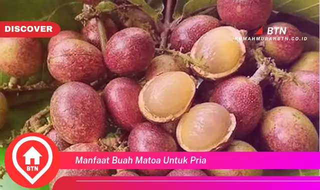 manfaat buah matoa untuk pria