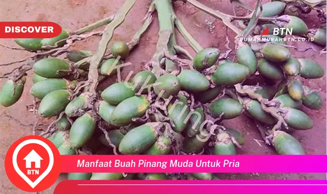 manfaat buah pinang muda untuk pria