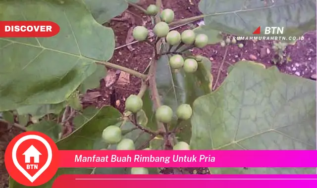 manfaat buah rimbang untuk pria