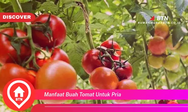 manfaat buah tomat untuk pria