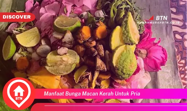 manfaat bunga macan kerah untuk pria