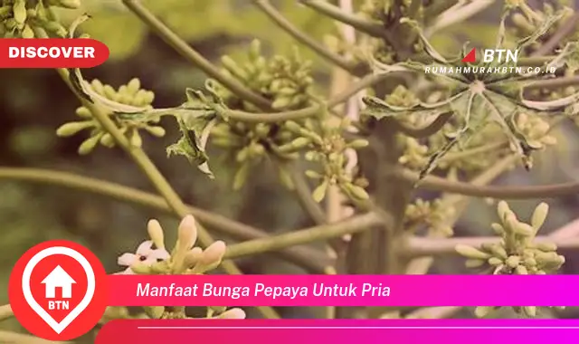 manfaat bunga pepaya untuk pria