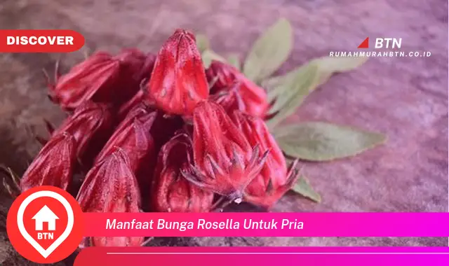 manfaat bunga rosella untuk pria