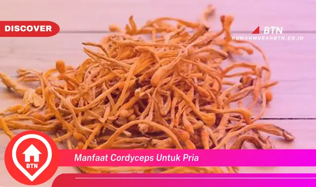 manfaat cordyceps untuk pria